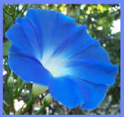 blueglory.jpg