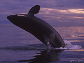 orcawhale.jpg