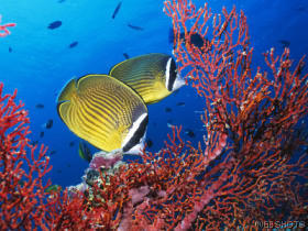 tropicalfishcoral.jpg