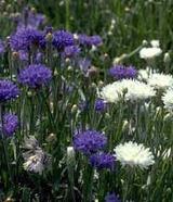 cornflower.jpg